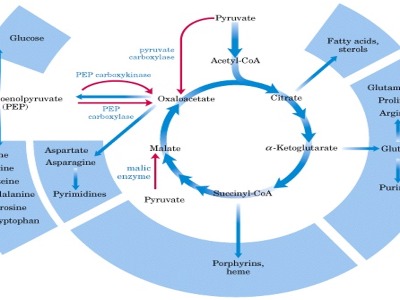 Metabolomics: Tools used in metabolomics